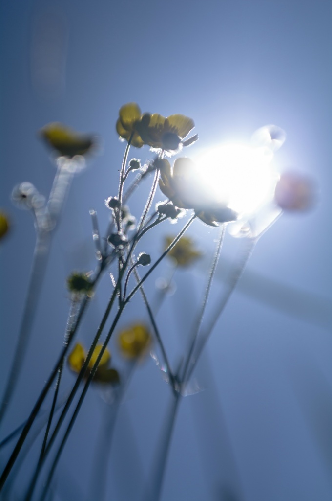 Bloem tegenlicht 2